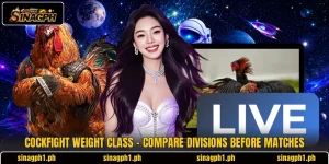 Cockfight Weight Class - Compare Divisions Before Matches